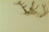 1897-1904 ca. - Alberi